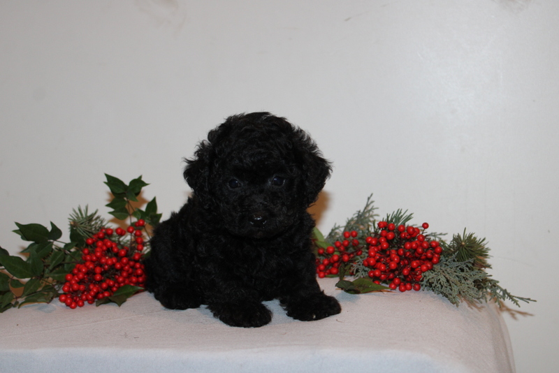 puppy, for, sale, Toy Poodle, Matthew B. Stoltzfus, dog, breeder, Gap, PA, dog-breeder, puppy-for-sale, forsale, nearby, find, puppyfind, locator, puppylocator, aca